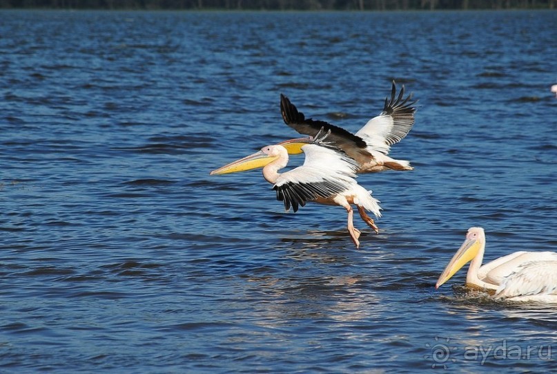 Кения, Накуру