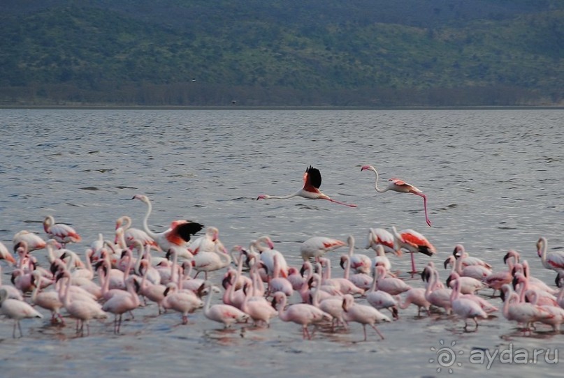 Кения, Накуру