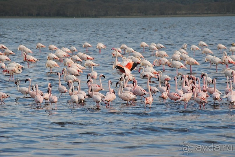 Кения, Накуру