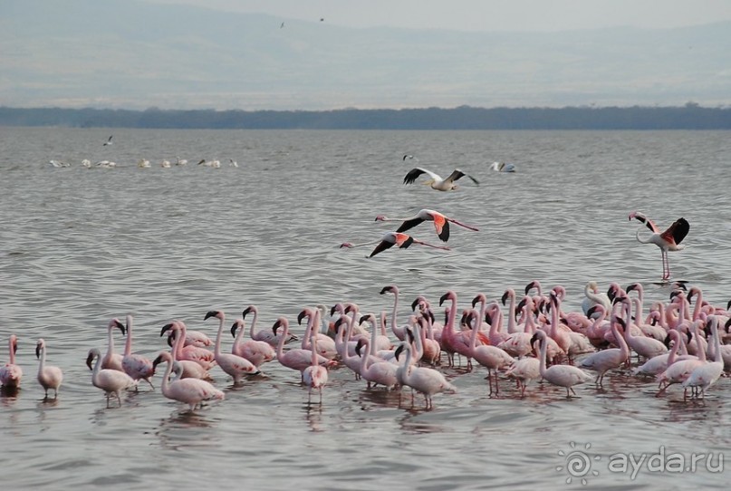 Кения, Накуру