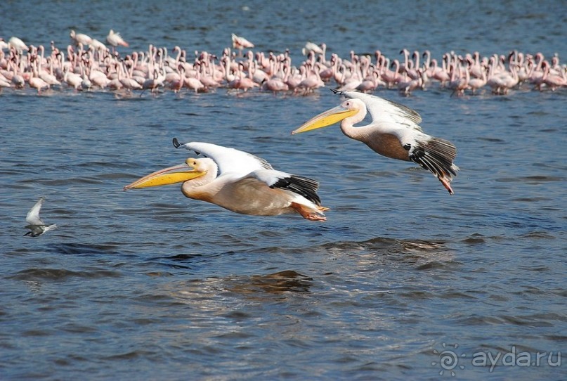 Кения, Накуру