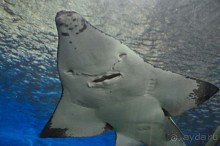 По филиппинским городам и весям. Часть 5