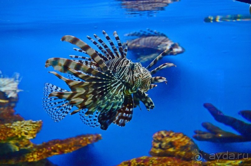 По филиппинским городам и весям. Часть 5