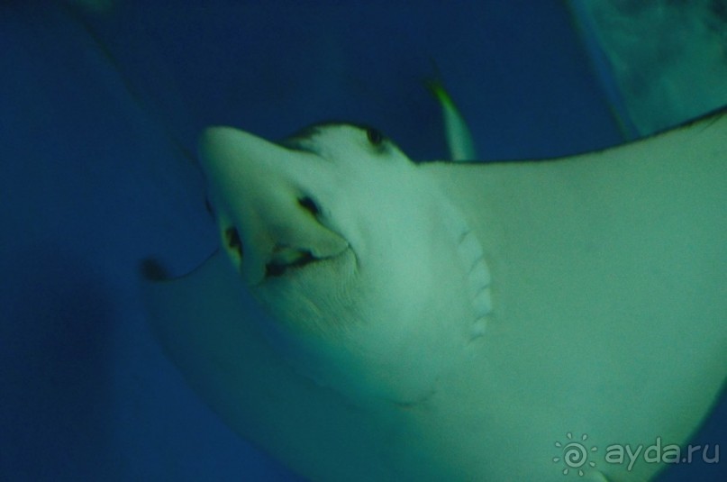 По филиппинским городам и весям. Часть 5