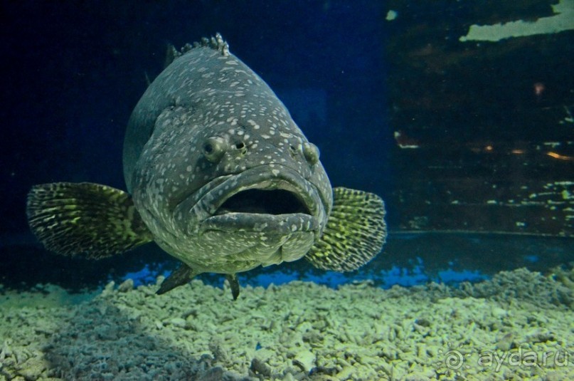 По филиппинским городам и весям. Часть 5