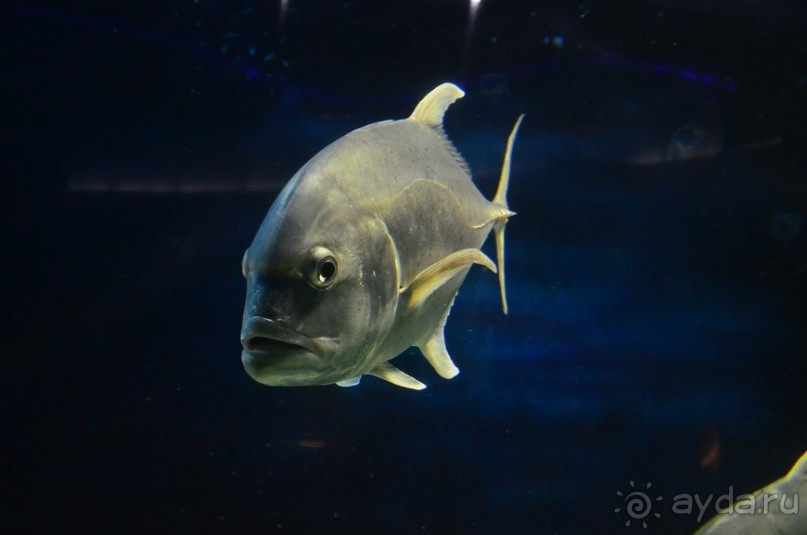 По филиппинским городам и весям. Часть 5