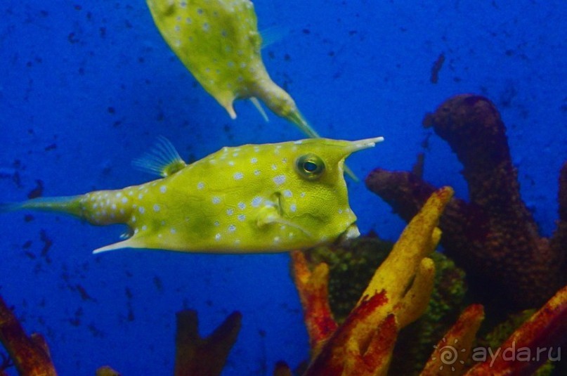 По филиппинским городам и весям. Часть 5