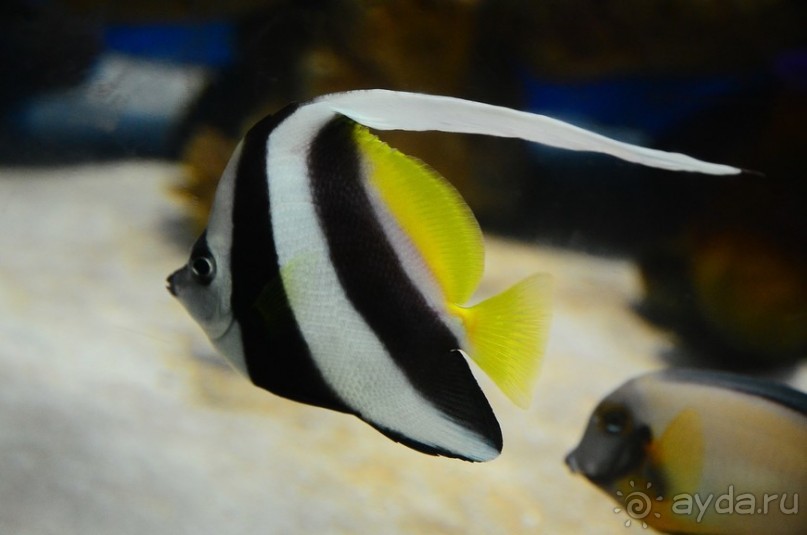 По филиппинским городам и весям. Часть 5