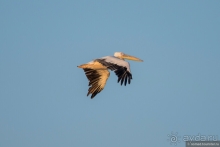 Африканское ралли. Часть 4