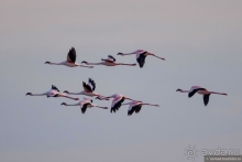 Африканское ралли. Часть 4