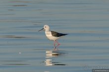 Африканское ралли. Часть 4