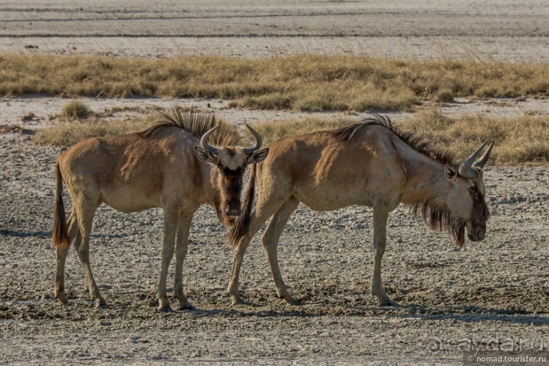 Африканское ралли. Часть 4