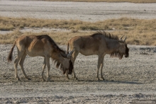 Африканское ралли. Часть 4