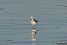 Африканское ралли. Часть 4