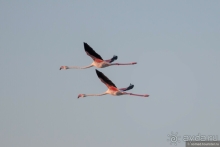 Африканское ралли. Часть 4