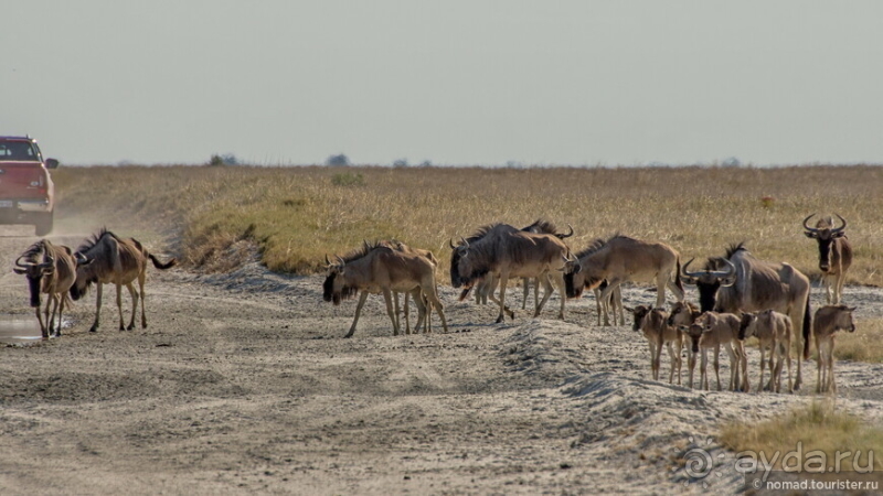 Африканское ралли. Часть 4