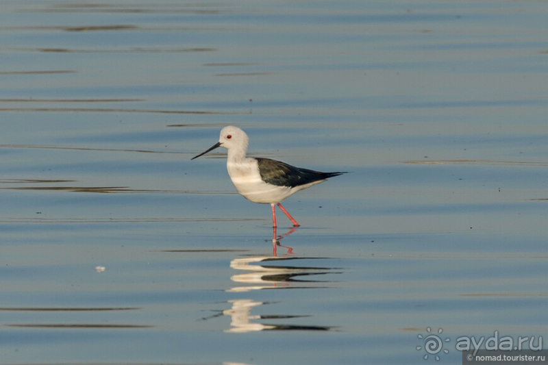 Африканское ралли. Часть 4