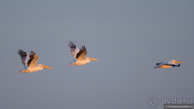 Африканское ралли. Часть 4