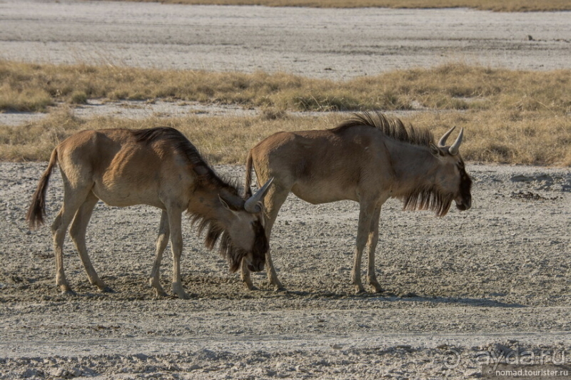 Африканское ралли. Часть 4