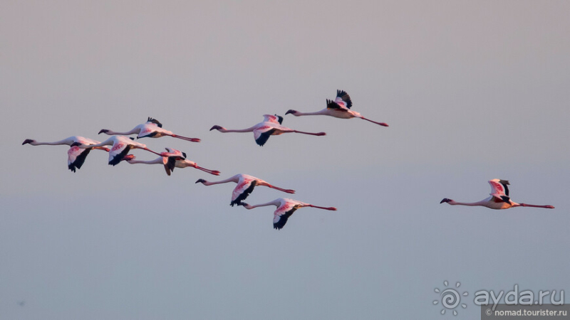 Африканское ралли. Часть 4