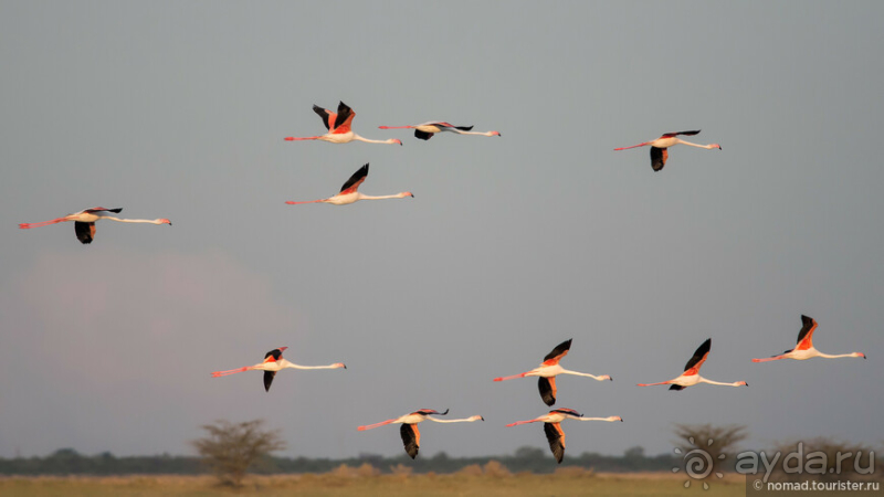 Африканское ралли. Часть 4