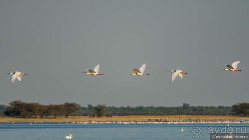 Африканское ралли. Часть 4