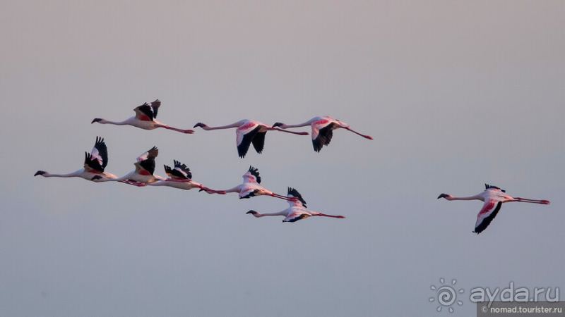 Африканское ралли. Часть 4