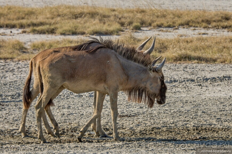 Африканское ралли. Часть 4