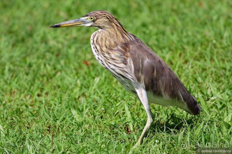 ТАИЛАНДиЯ. Часть 1