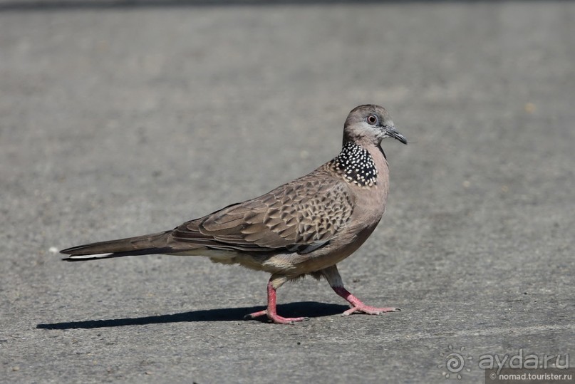 ТАИЛАНДиЯ. Часть 1