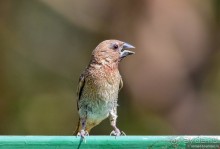 ТАИЛАНДиЯ. Часть 1