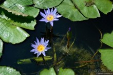 ТАИЛАНДиЯ. Часть 1