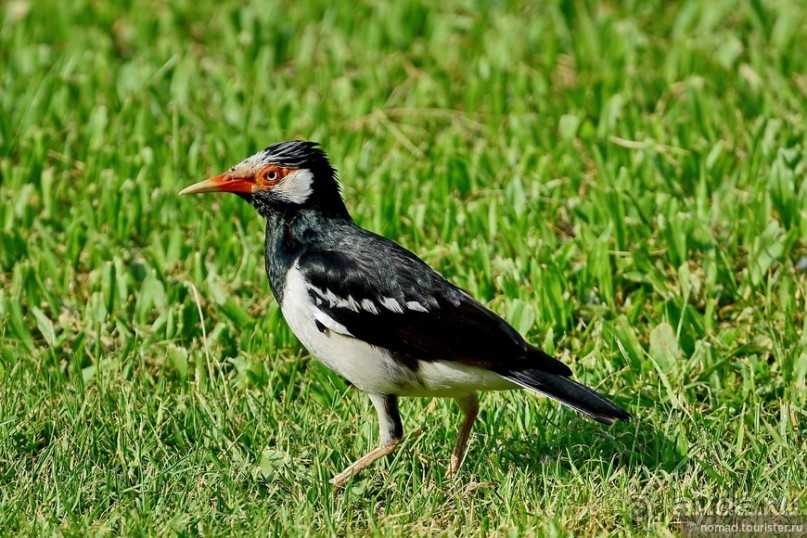 ТАИЛАНДиЯ. Часть 1