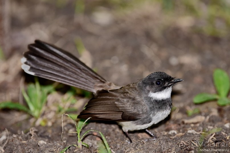 ТАИЛАНДиЯ. Часть 1