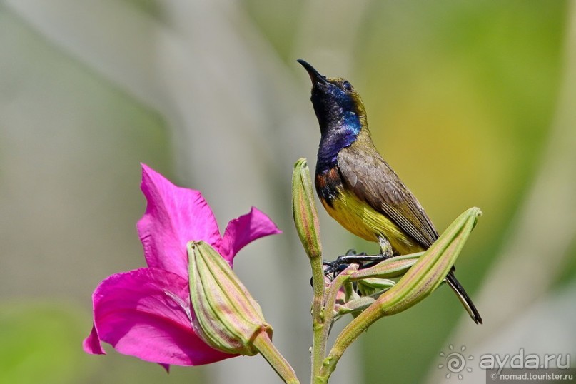 ТАИЛАНДиЯ. Часть 1