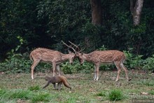 Затерянные Гималаи, Непал-Бутан. Часть 7