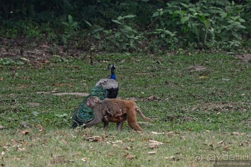 Затерянные Гималаи, Непал-Бутан. Часть 7
