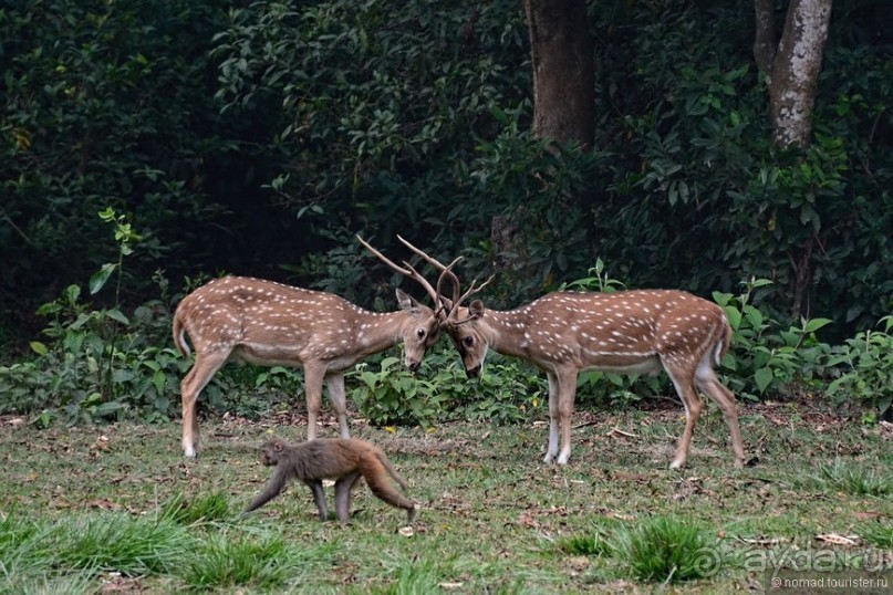 Затерянные Гималаи, Непал-Бутан. Часть 7