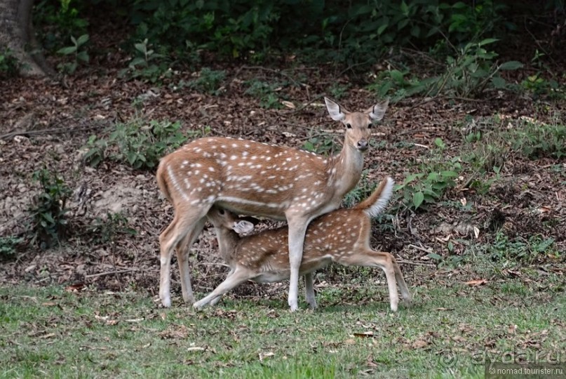 Затерянные Гималаи, Непал-Бутан. Часть 7