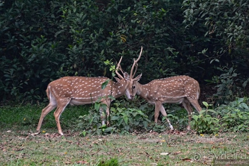 Затерянные Гималаи, Непал-Бутан. Часть 7