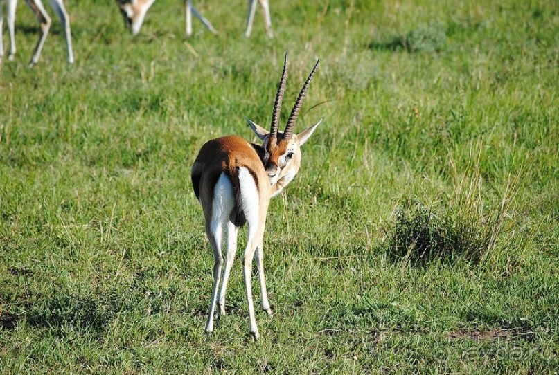 Альбом отзыва "Кения, Масаи Мара"