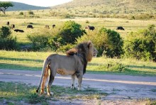 Альбом отзыва "Кения, Масаи Мара"