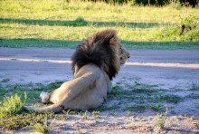 Альбом отзыва "Кения, Масаи Мара"