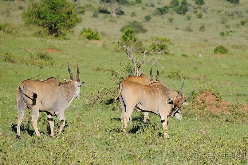 Альбом отзыва "Кения, Масаи Мара"