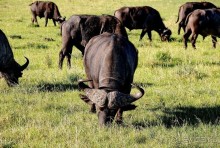 Альбом отзыва "Кения, Масаи Мара"