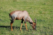 Альбом отзыва "Кения, Масаи Мара"
