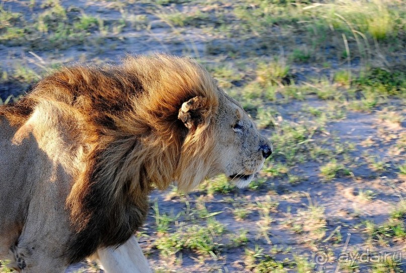 Альбом отзыва "Кения, Масаи Мара"