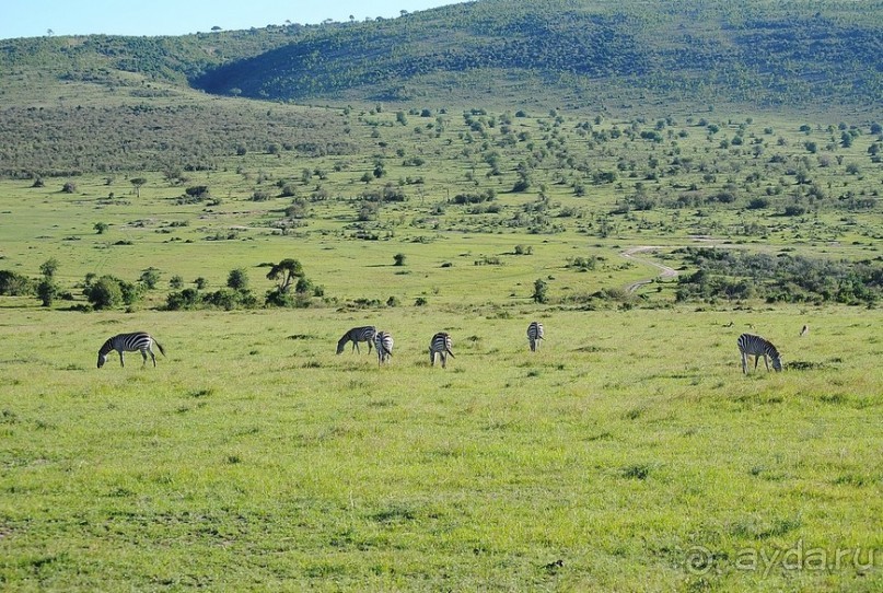 Альбом отзыва "Кения, Масаи Мара"