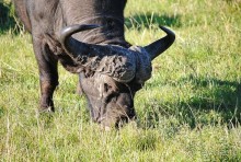 Альбом отзыва "Кения, Масаи Мара"