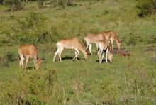 Альбом отзыва "Кения, Масаи Мара"